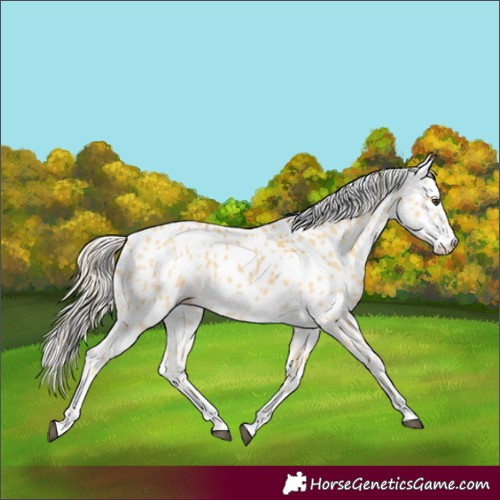 Horse Color:Palomino Appaloosa 