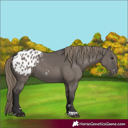 Horse Color:Smoky Grullo Blanket