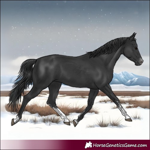 Horse Color:Black Sabino