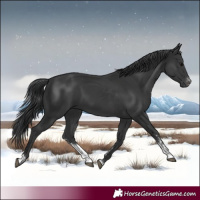 Horse Color:Black Sabino