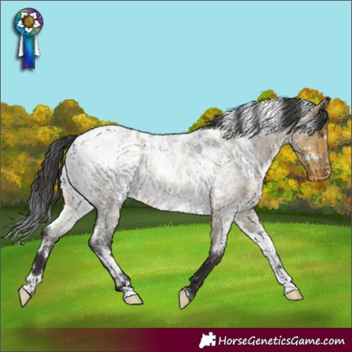 Horse Color:White Spotted Buckskin Roan Dun Appaloosa 