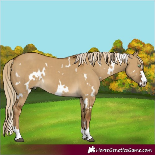 Horse Color:White Spotted Chocolate Palomino Dun 