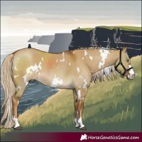 Horse Color:White Spotted Chocolate Palomino Dun
