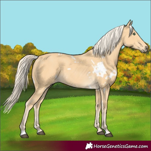 Horse Color:White Spotted Palomino 