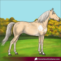 Horse Color:White Spotted Palomino 