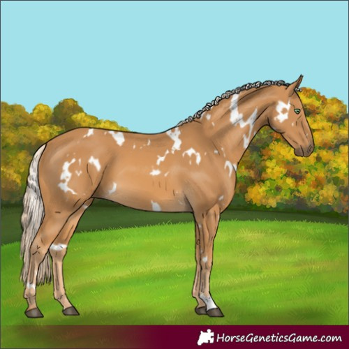 Horse Color:White Spotted Palomino