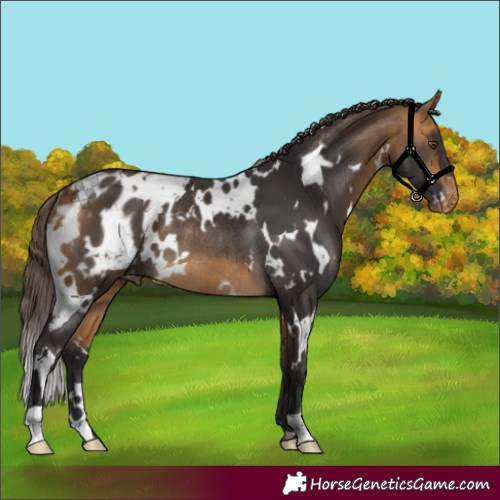 Horse Color:White Spotted Buckskin Appaloosa Rabicano 