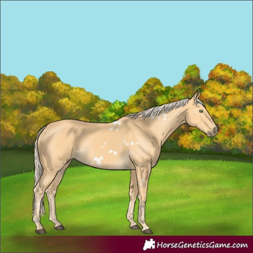 Horse Color:White Spotted Palomino 