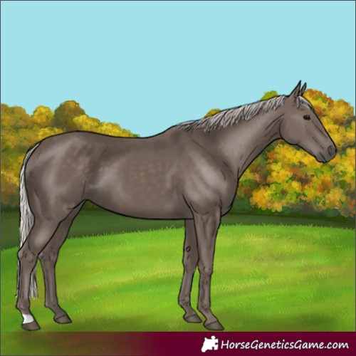 Horse Color:Silver Black