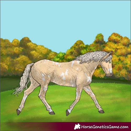 Horse Color:White Spotted Palomino