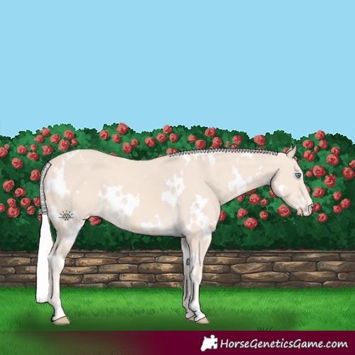 Horse Color:White Spotted Cremello