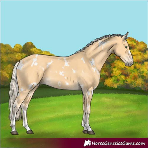 Horse Color:White Spotted Palomino