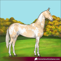 Horse Color:White Spotted Palomino 