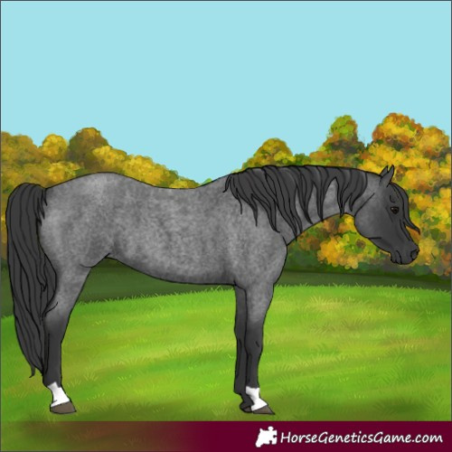 Horse Color:Blue Roan