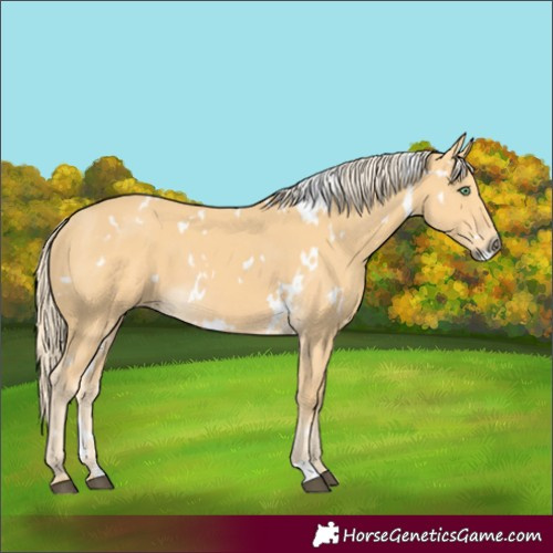 Horse Color:White Spotted Palomino 