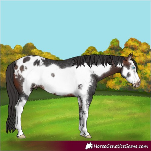 Horse Color:Brown Sabino Frame Appaloosa Rabicano 