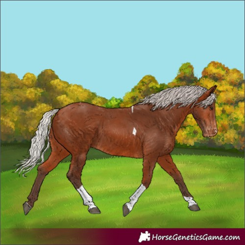 Horse Color:Silver Bay Tobiano Skewed Appaloosa Rabicano
