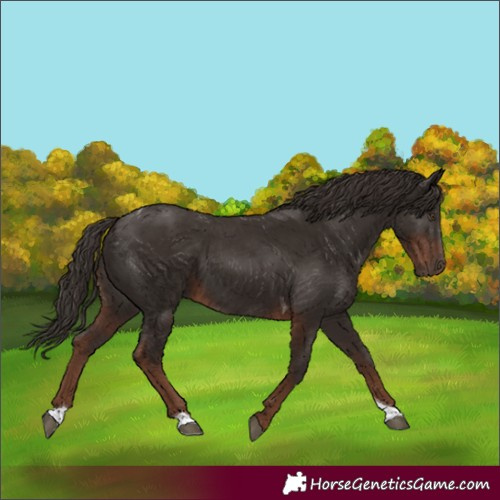 Horse Color:Liver Chestnut Tobiano
