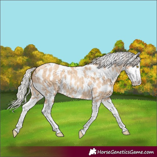 Horse Color:Silver Classic Champagne Dun Splash Appaloosa