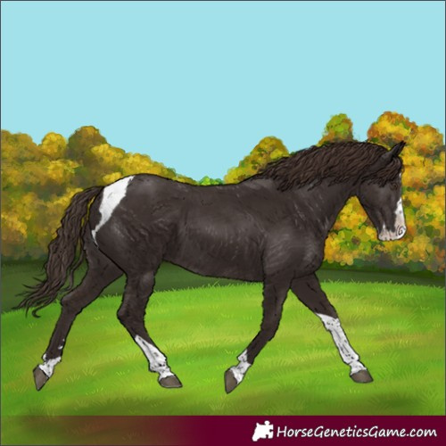 Horse Color:Liver Chestnut Splash Tobiano