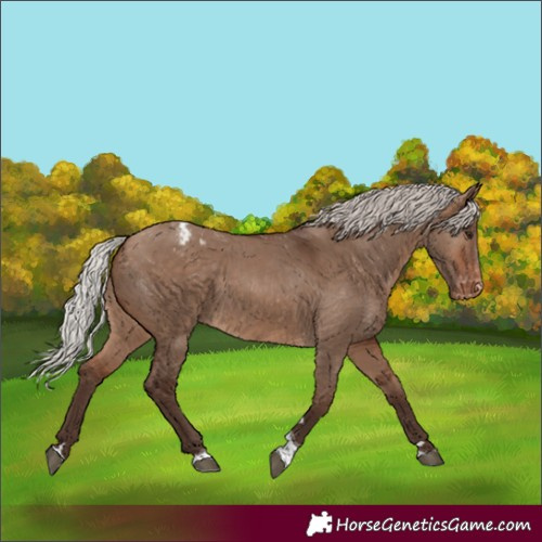 Horse Color:Silver Brown Dun Tobiano Appaloosa
