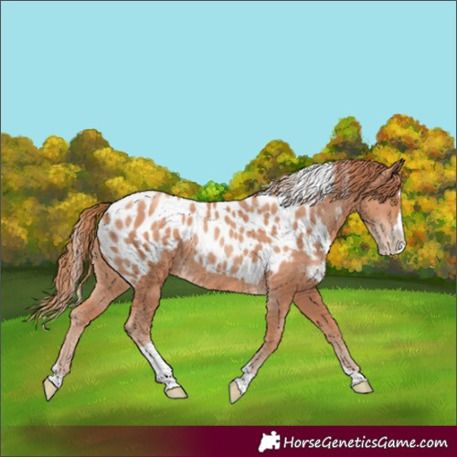 Horse Color:Gold Champagne Splash Tobiano Skewed Appaloosa