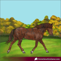 Horse Color:Liver Chestnut and Chestnut