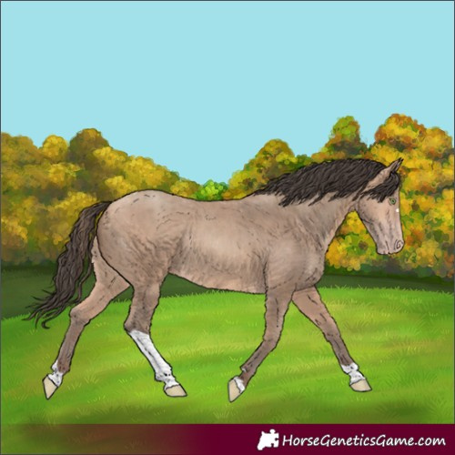Horse Color:Amber Champagne Tobiano Rabicano