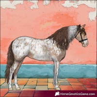 Horse Color:Amber Champagne Sabino Tobiano Appaloosa  and Amber Champagne Sabino Tobiano Frame Appaloosa 