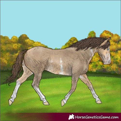 Horse Color:Amber Cream Champagne Sabino Rabicano
