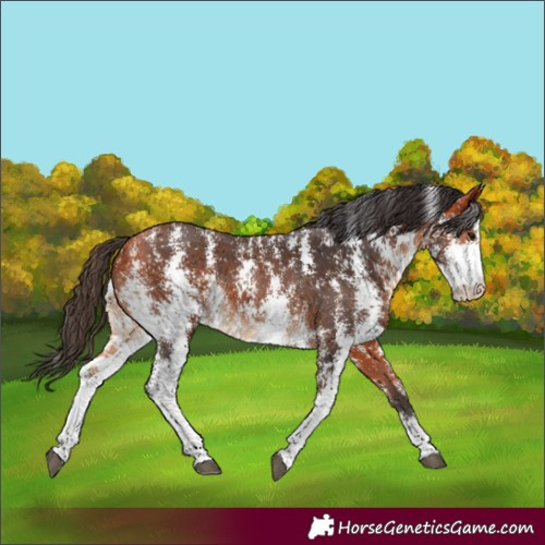 Horse Color:Bay Sabino Rabicano 