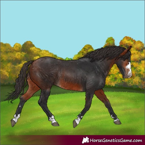 Horse Color:Bay Rabicano