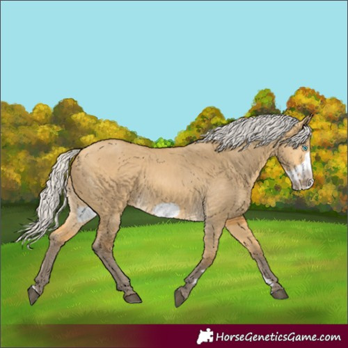 Horse Color:Silver Buckskin Dun Frame Rabicano
