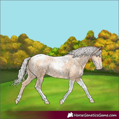 Horse Color:Silver Amber Champagne Pearl Tobiano Appaloosa Rabicano