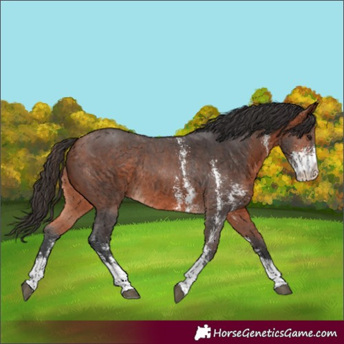 Horse Color:Bay Sabino Rabicano 