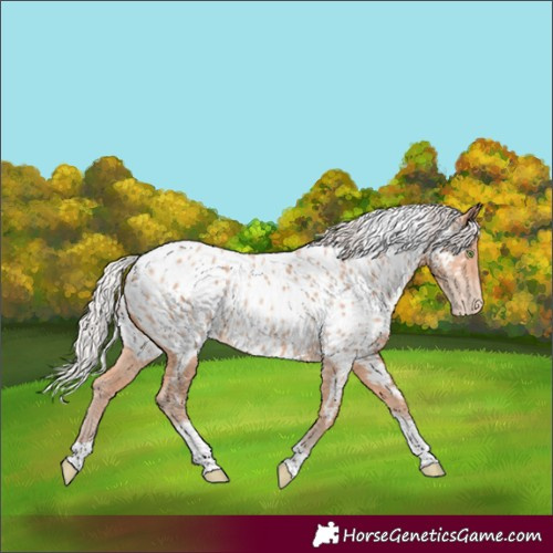 Horse Color:Silver Amber Champagne Tobiano Appaloosa Rabicano 