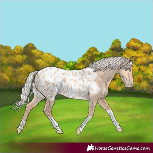Horse Color:Silver Amber Champagne Dun Tobiano Frame Appaloosa Rabicano 