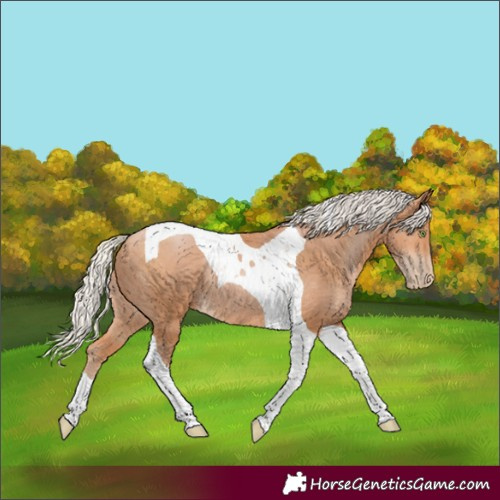 Horse Color:Silver Bay Pearl Tobiano Rabicano