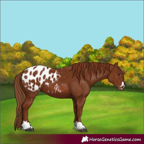Horse Color:Chestnut Blanket 