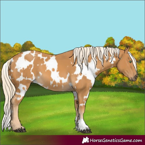 Horse Color:White Spotted Palomino 