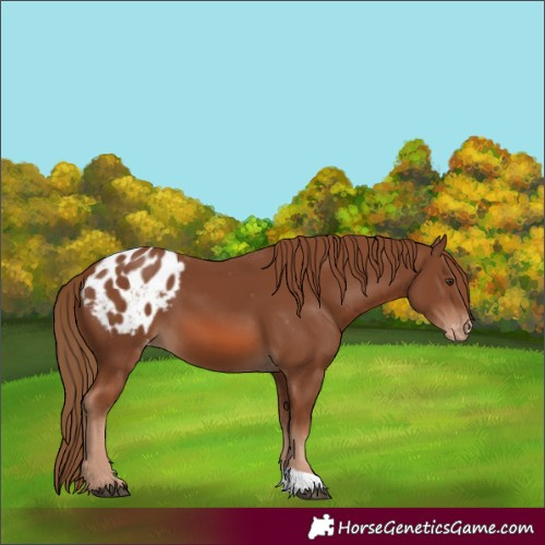 Horse Color:Chestnut Appaloosa