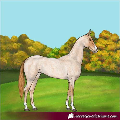 Horse Color:Unknown 