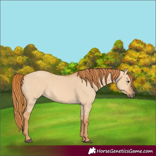 Horse Color:Unknown 