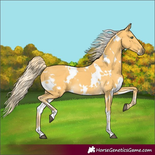 Horse Color:White Spotted Palomino 