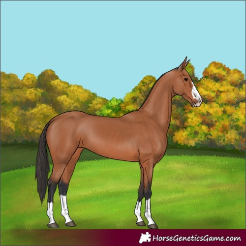 Horse Color:Bay 