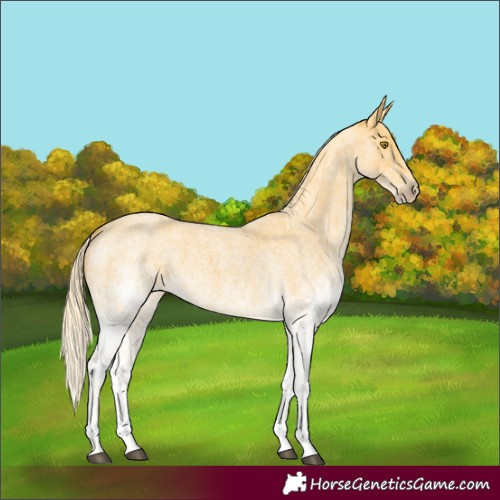 Horse Color:White Spotted Palomino Roan 