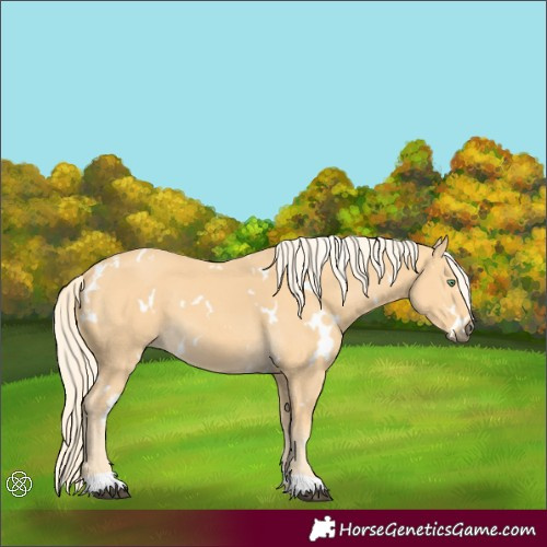Horse Color:White Spotted Palomino 