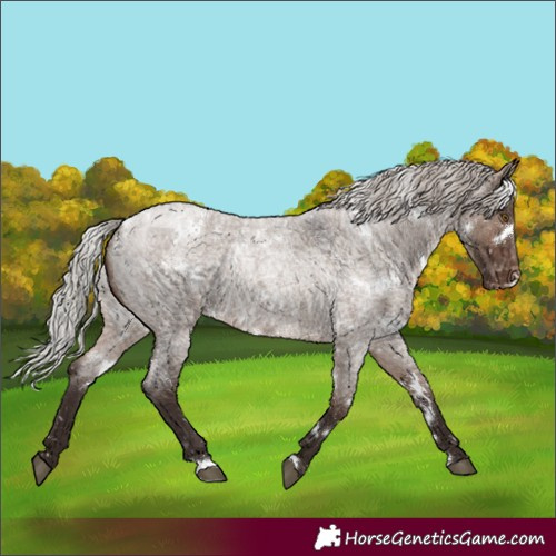 Horse Color:White Spotted Silver Brown Roan Dun Appaloosa 