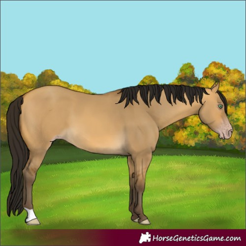 Horse Color:Gray Amber Cream Champagne Dun