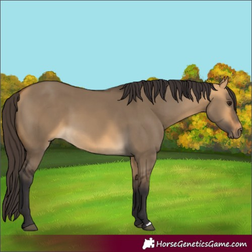 Horse Color:Buckskin Dun